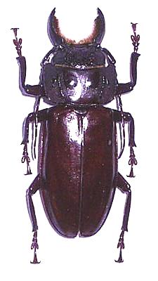 Mallodon spinibarbis