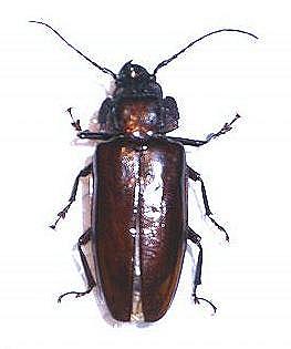 Mallodon spinibarbis