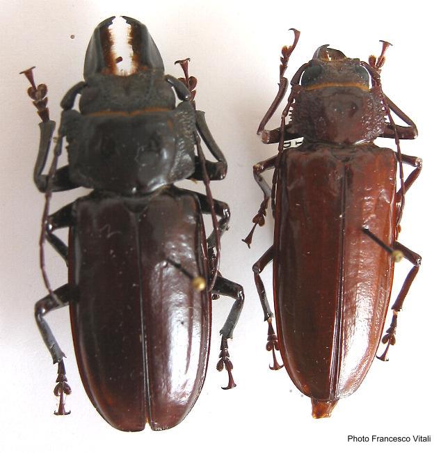 Hovorodon bituberculatum