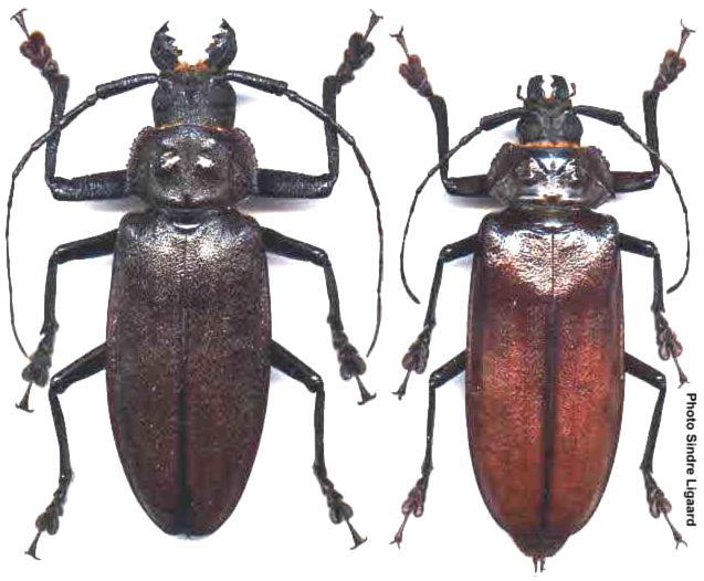 Olethrius scabripennis