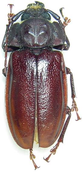Olethrius tyrannus salomonum