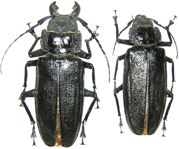 Physopleurus longiscapus