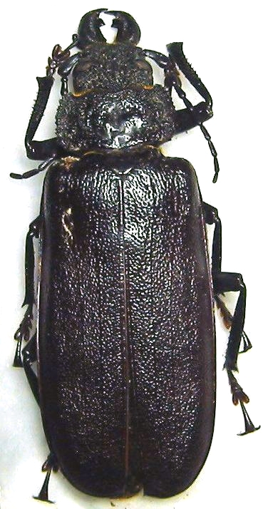 Physopleurus rugosus