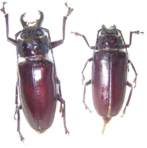 Stenodontes chevrolati