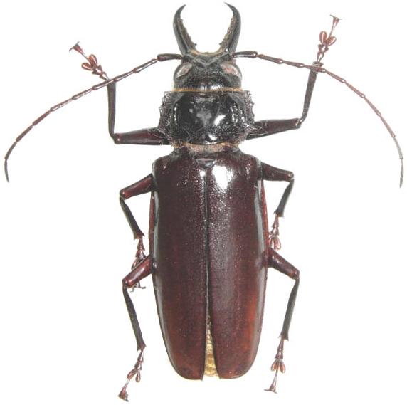 Stenodontes exsertus