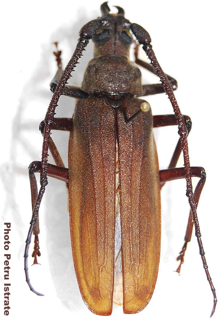 Prioninae Aegosomatini Aegosoma scabricorne" - Worldwide Cerambycidae