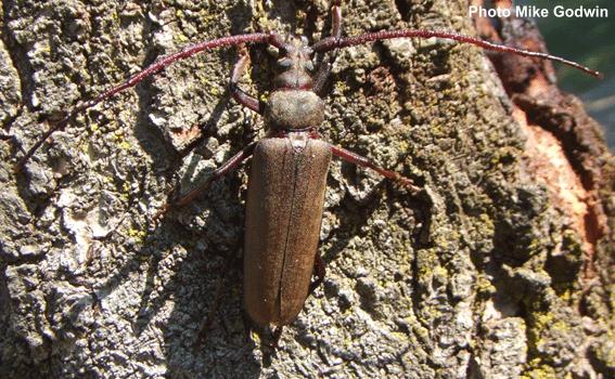 Aegosoma scabricorne