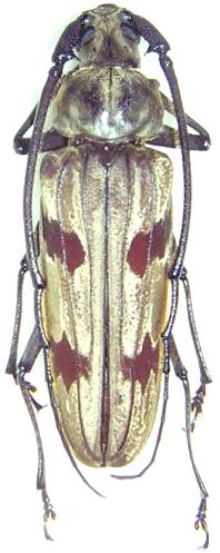 Baralipton maculosum