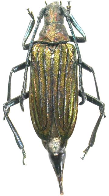 Cyanolipton metallicum