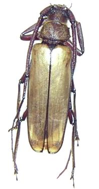 Spinimegopis buckleyi