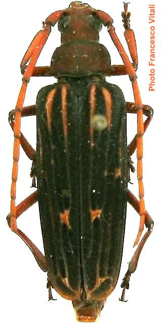 Nepiodes costipennis multicarinatus