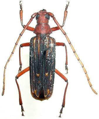 Nepiodes costipennis multicarinatus