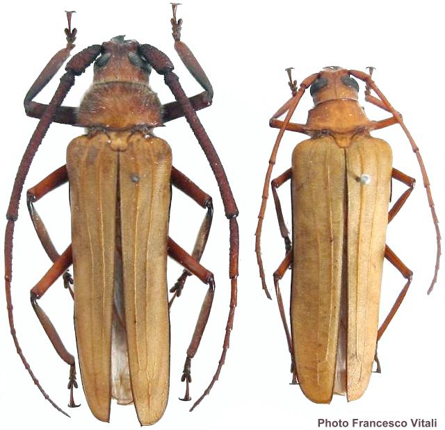 Spinimegopis malasiaca