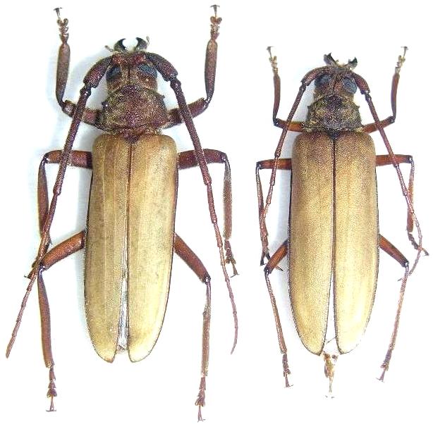 Spinimegopis nipponica