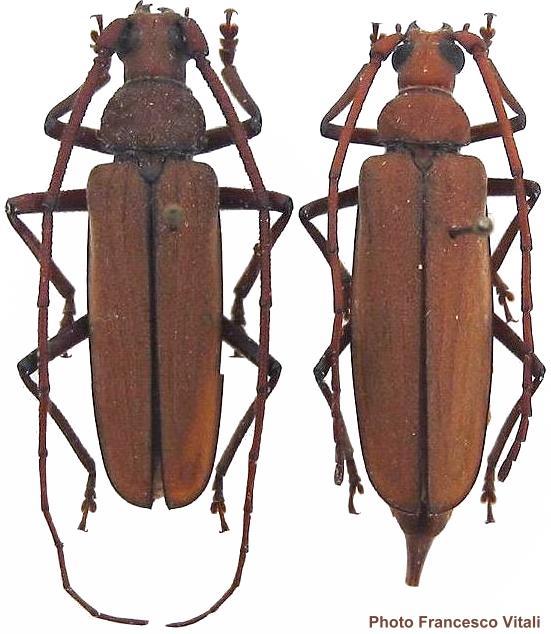 Aegolipton marginale