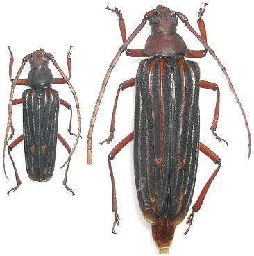 Nepiodes costipennis multicarinatus