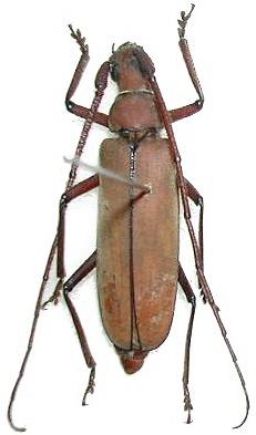 Aegolipton marginale