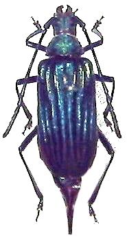 Cyanolipton metallicum