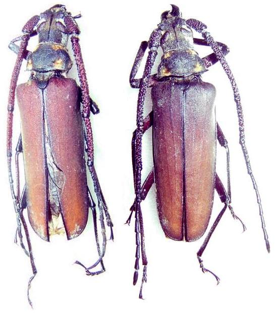 Aegosoma ornaticolle