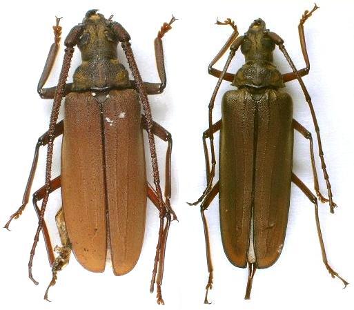 Aegosoma sinicum sinicum