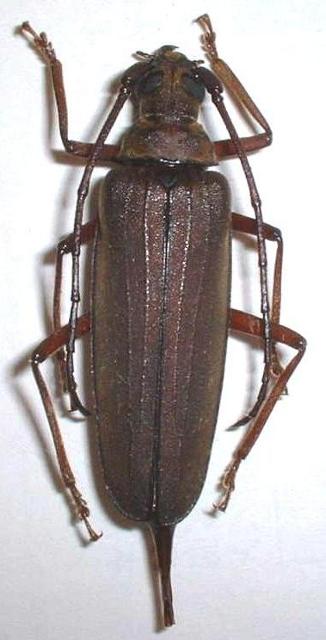 Aegosoma sinicum sinicum