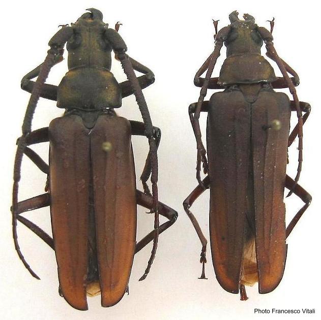 Aegosoma sinicum sinicum