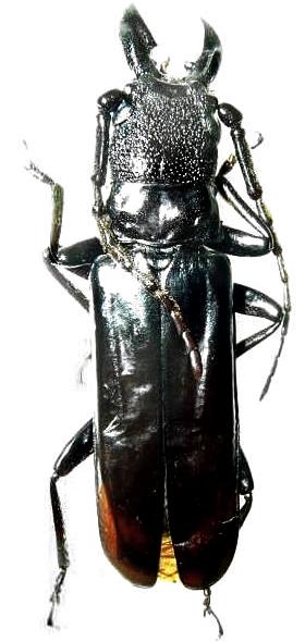 Palaeomegopis lameerei