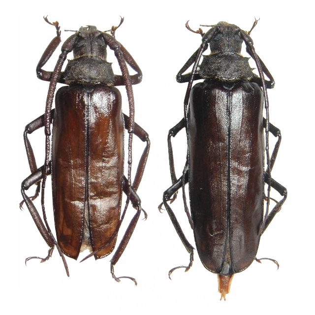 Spinimegopis delahayei 