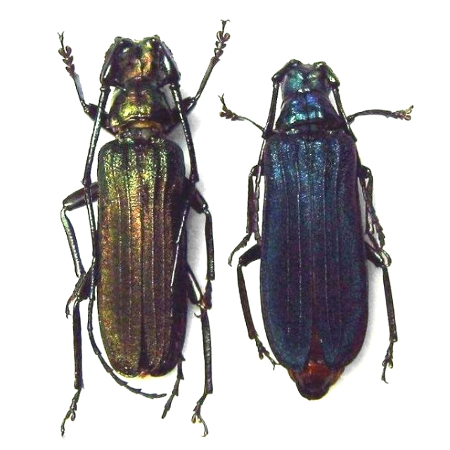 Vietetropis viridis