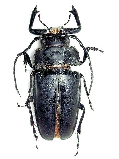Notophysis forcipata