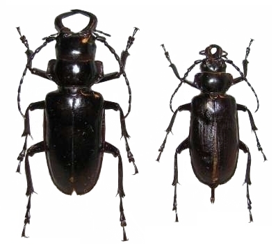 Notophysis johnstoni