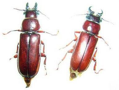 Parandra (s. str.) glabra