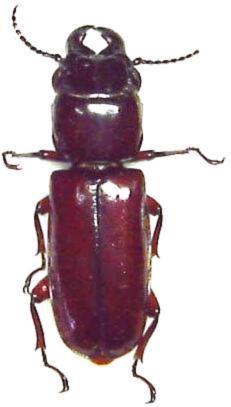 Parandra (s. str.) glabra