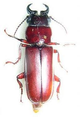 Parandra (s. str.) glabra