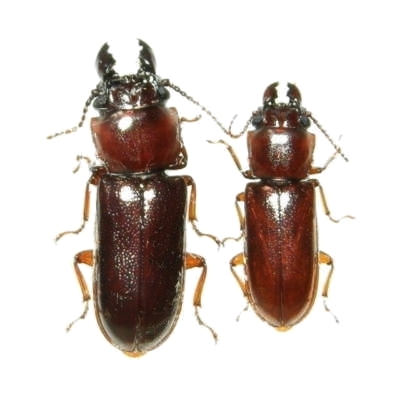 Caledonandra austrocaledonica