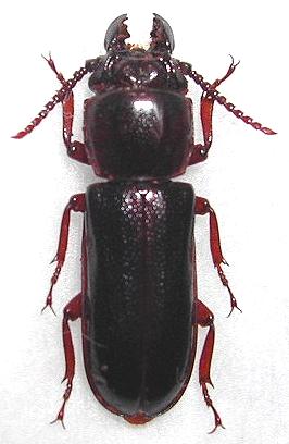 Komiyandra formosana