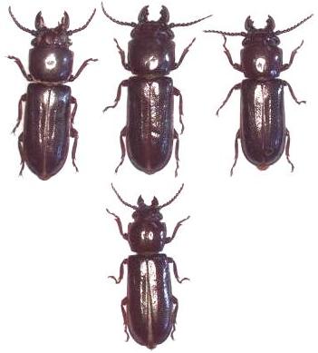 Komiyandra formosana