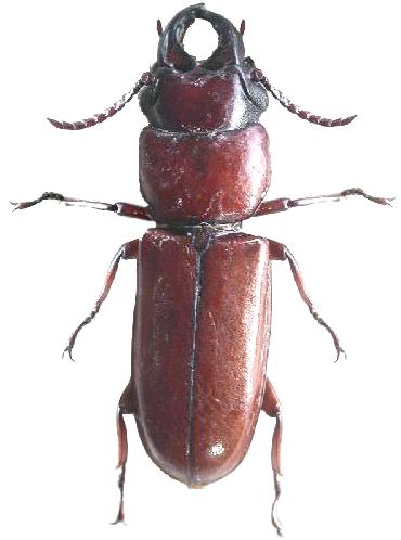 Parandra (Tavandra) guianensis