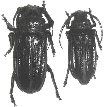 Platygnathus sechellarum