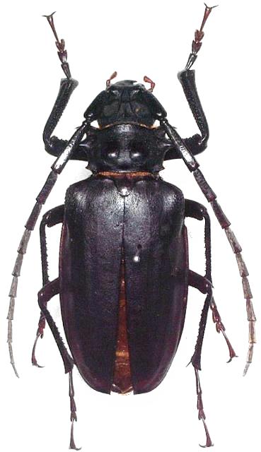 Prionomma (Ancyloprotus) javanum