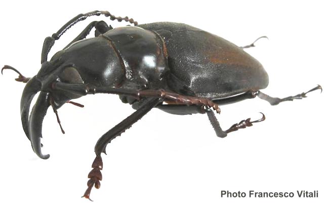 Dorysthenes (Baladeva) walkeri