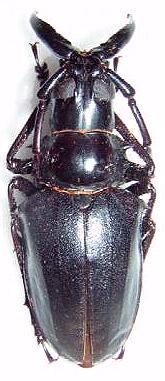 Dorysthenes (Baladeva) walkeri