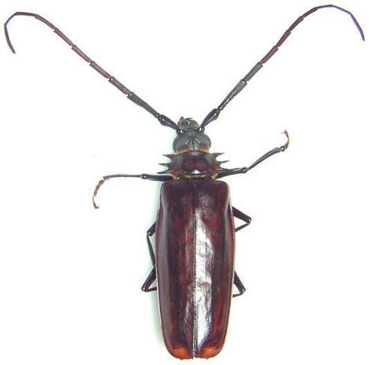 Derobrachus longicornis