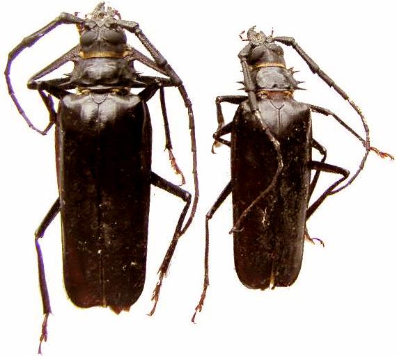 Derobrachus megacles