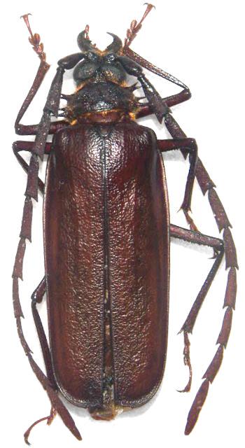 Derobrachus procerus