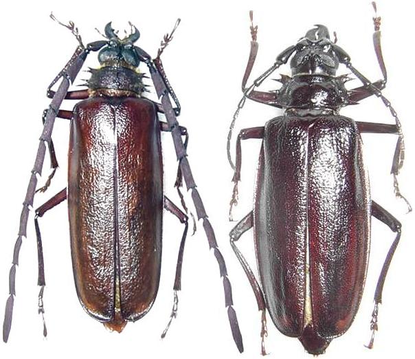 Derobrachus procerus