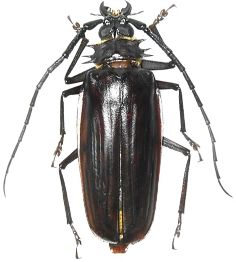 Derobrachus  inaequalis