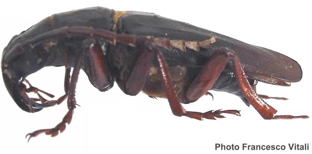 Dorysthenes (Cyrtognathus) paradoxus