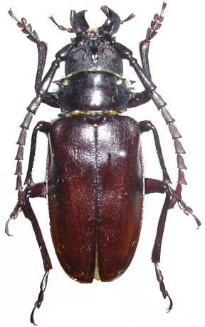 Dorysthenes (Prionomimus) pici