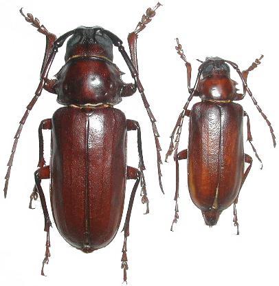 Dorysthenes (Lophosternus) angulicollis